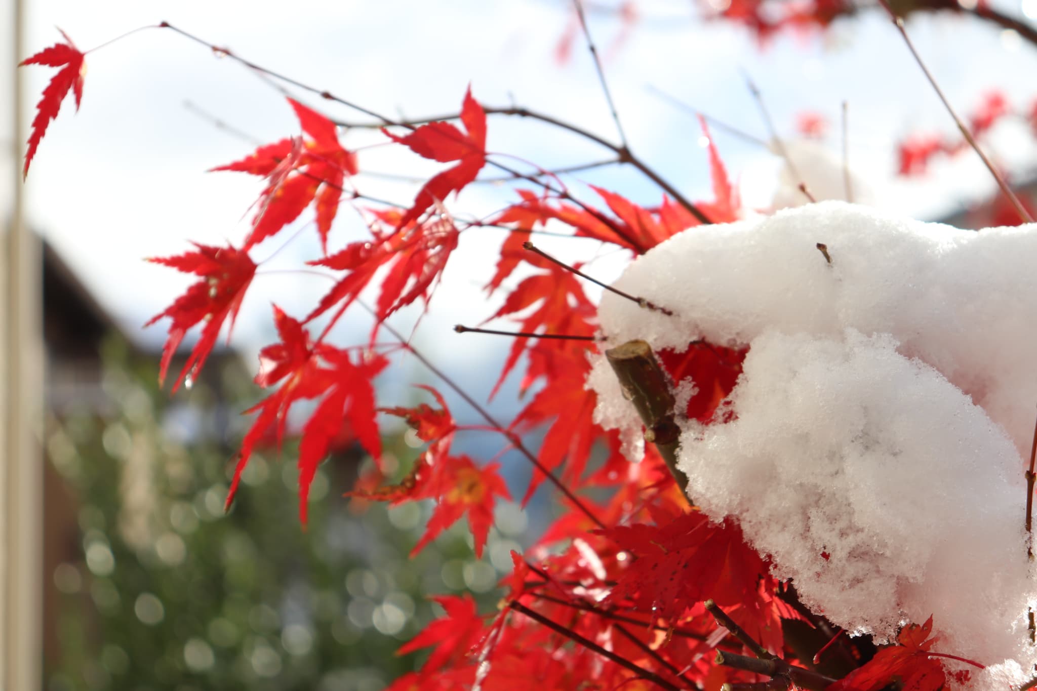 京都の美しい風景で撮影された写真